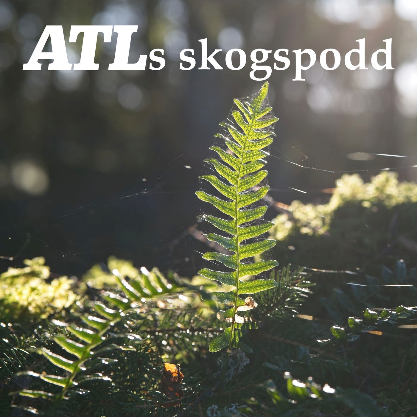 ATLs skogspodd